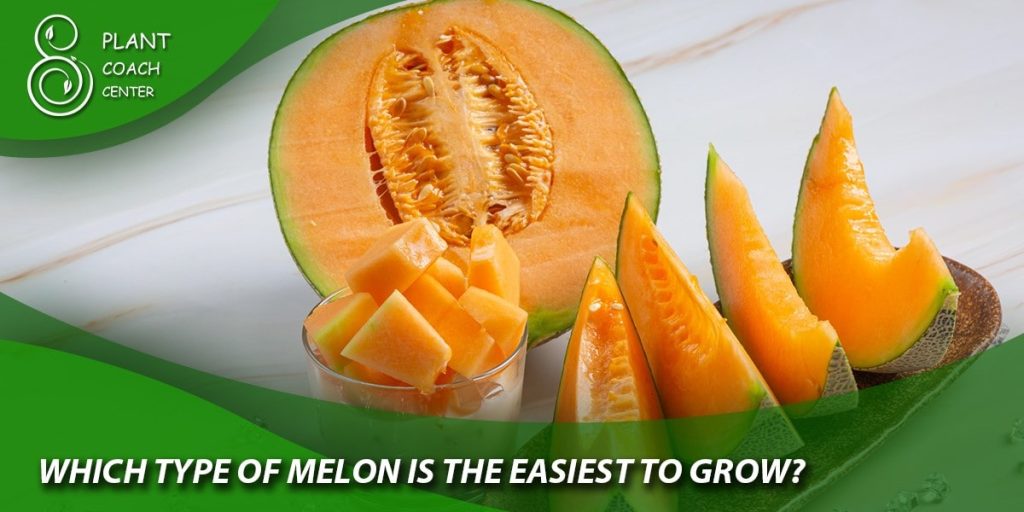 Which type of melon is the easiest to grow?