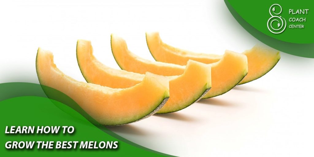 Learn How to Grow the Best Melons