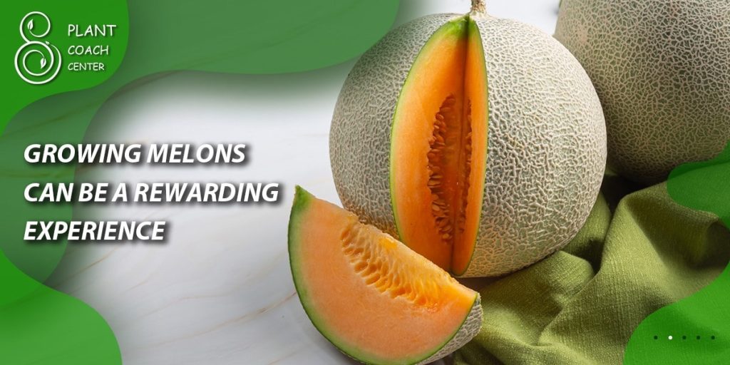 Growing Melons Can Be a Rewarding Experience