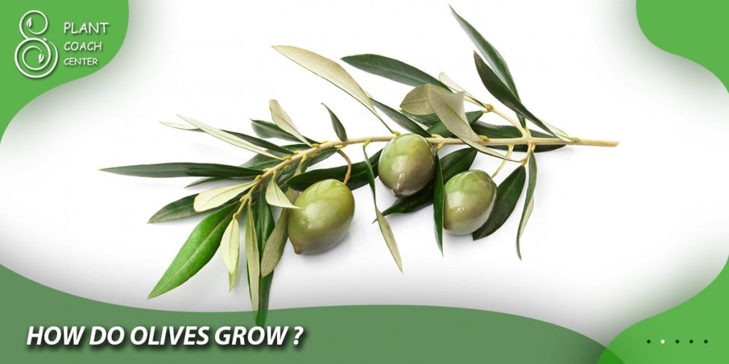 How Do Olives Grow?