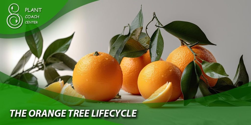 The Orange Tree Lifecycle