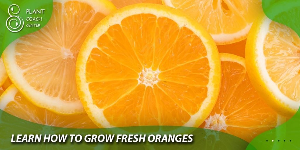 Learn How to Grow Fresh Oranges