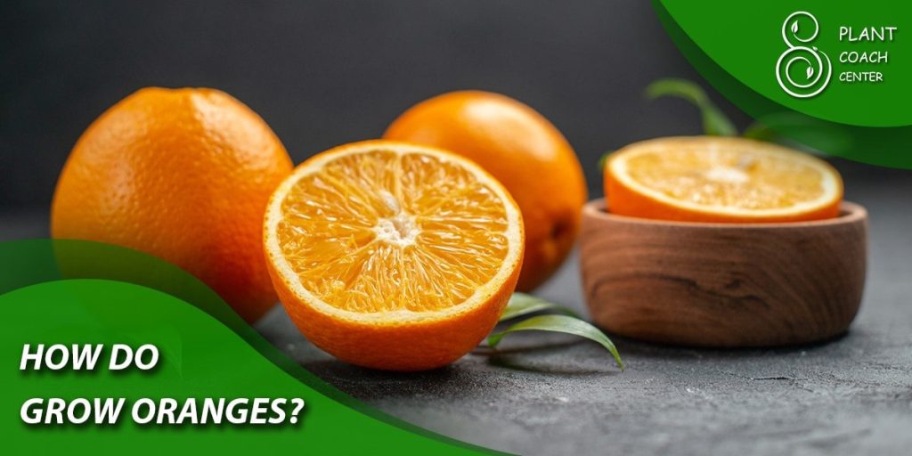 How Do Grow Oranges?