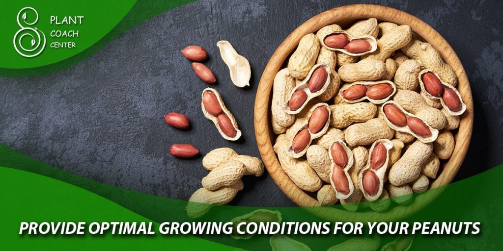 Provide Optimal Growing Conditions for Your Peanuts