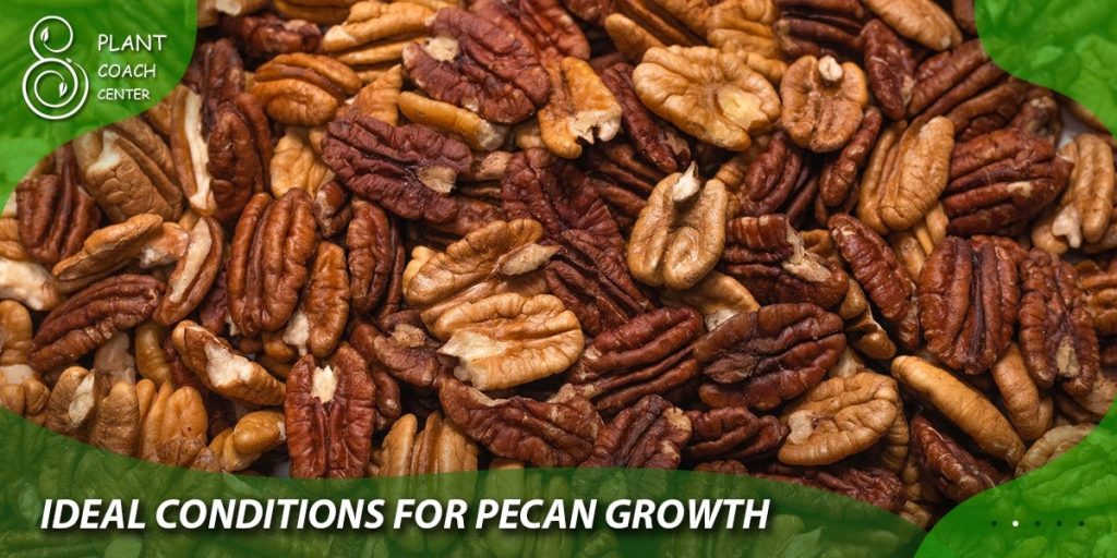 Ideal Conditions for Pecan Growth