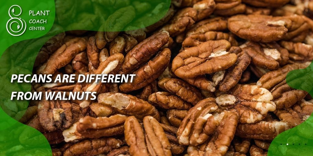 Pecans Are Different from Walnuts