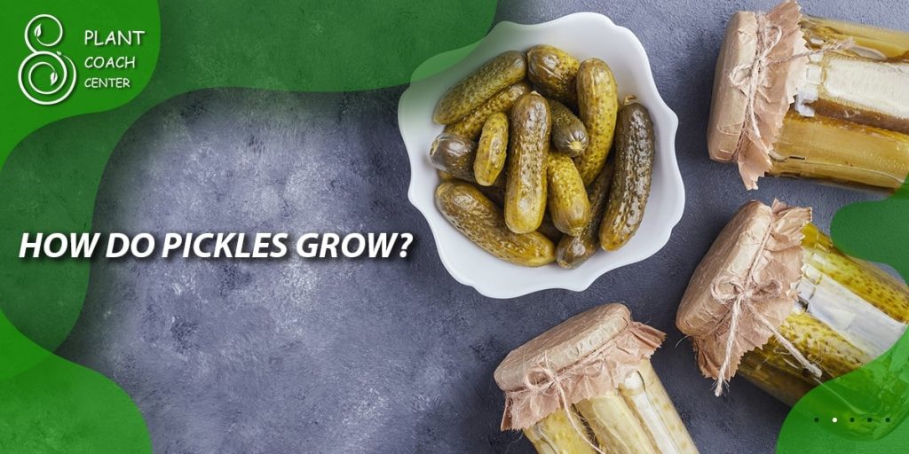 How Do Pickles Grow?