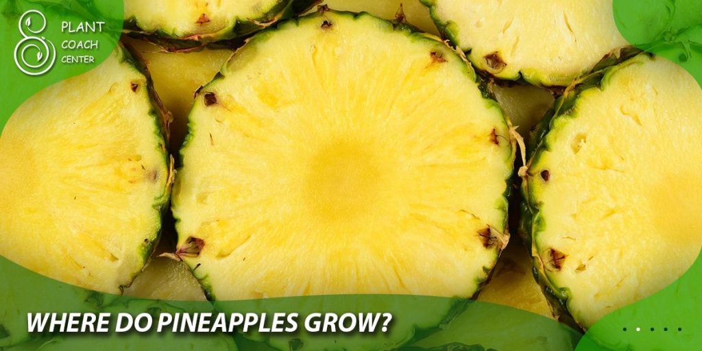 Where Do Pineapples Grow?