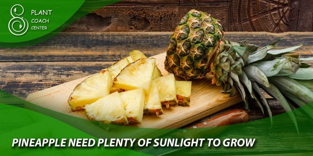 Pineapples Need Plenty of Sunlight to Grow