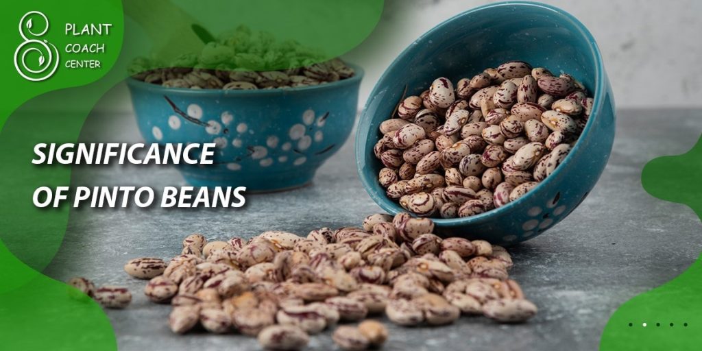 Significance of Pinto Beans