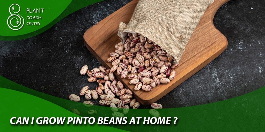 Can I grow pinto beans at home?