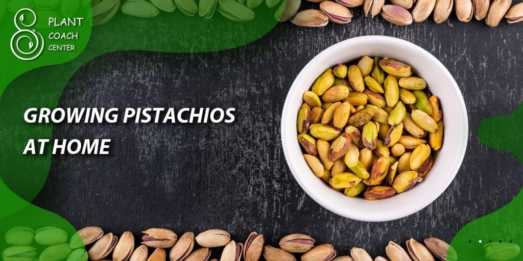 Growing Pistachios at Home