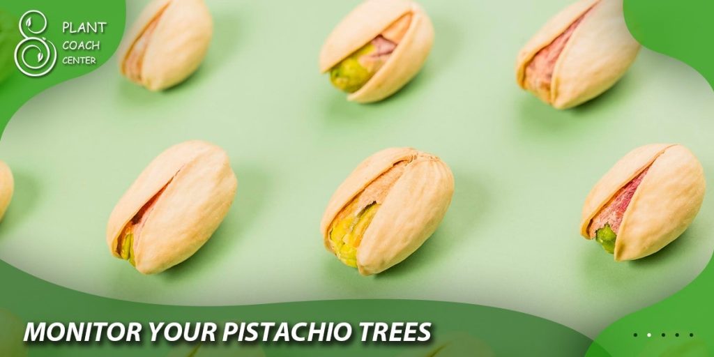 Monitor Your Pistachio Trees
