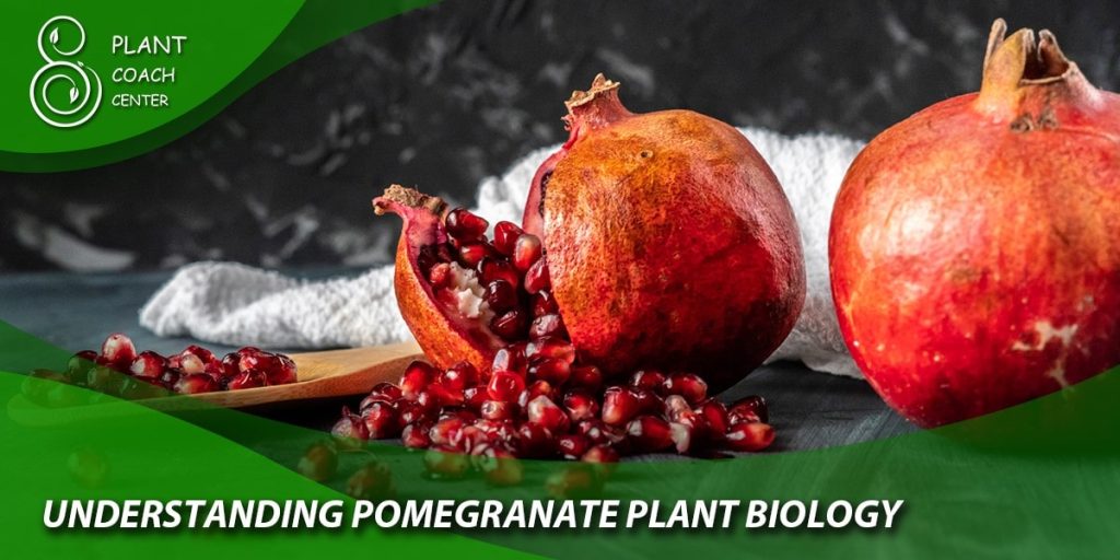 Understanding Pomegranate Plant Biology