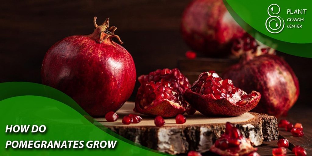 How Do Pomegranates Grow?