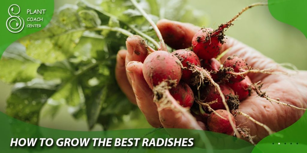 How to Grow the Best Radishes