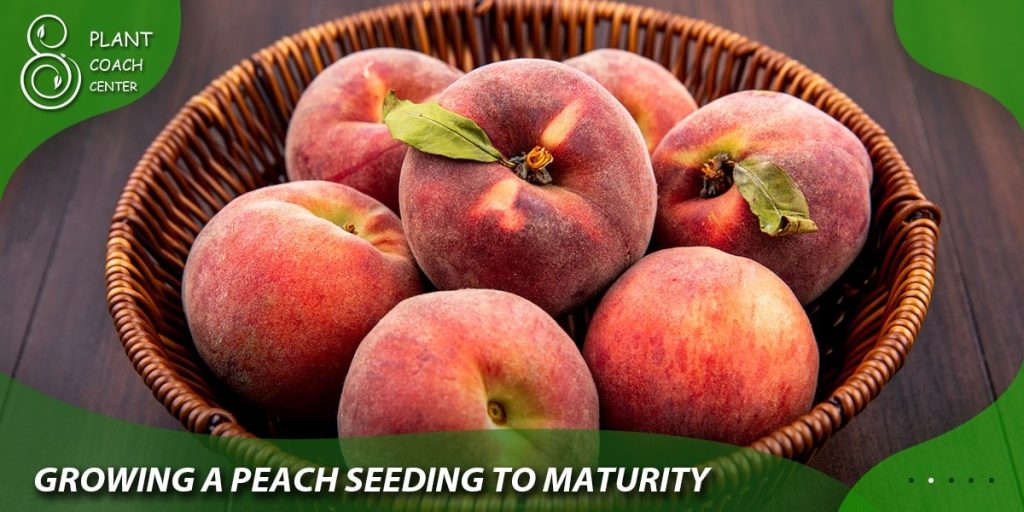  Growing a Peach Seedling to Maturity