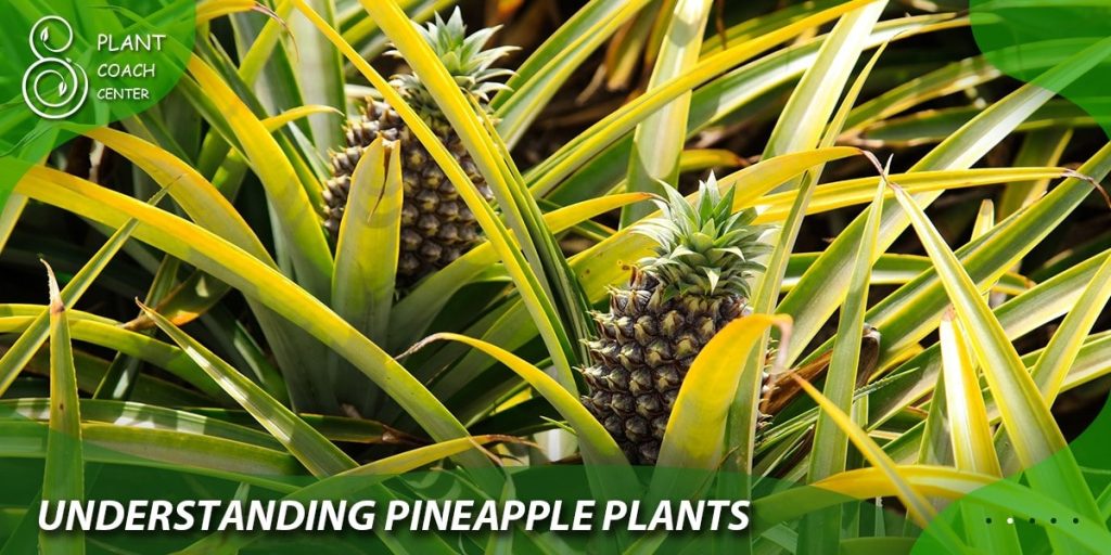  Understanding Pineapple Plants