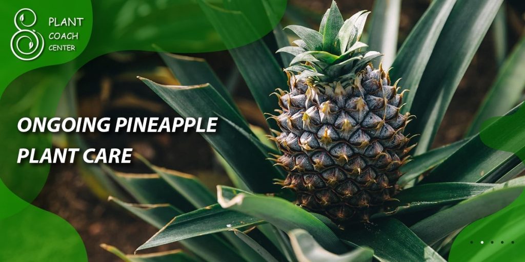  Ongoing Pineapple Plant Care