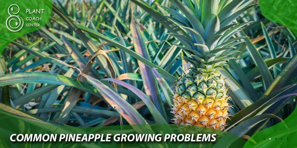  Common Pineapple Growing Problems