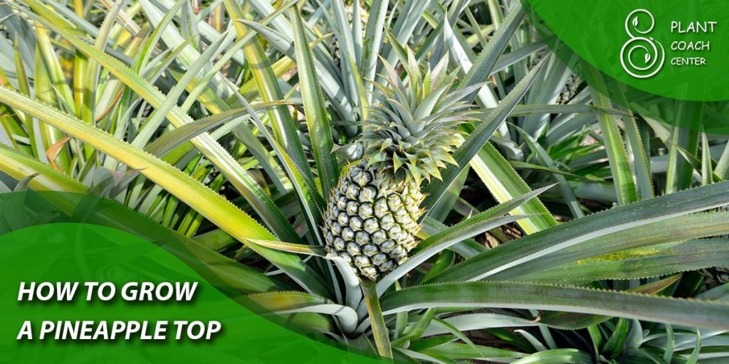 How to grow a pineapple top