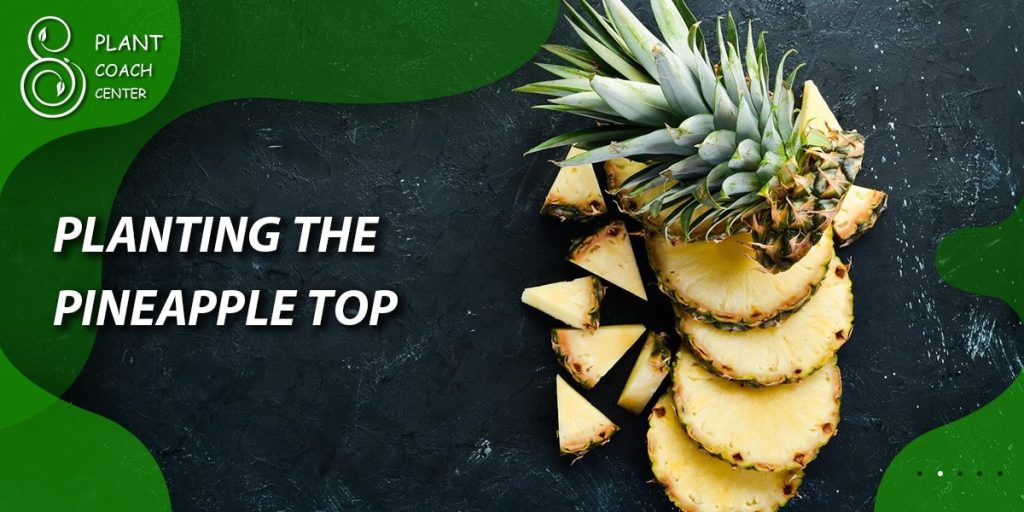 Planting the Pineapple Top