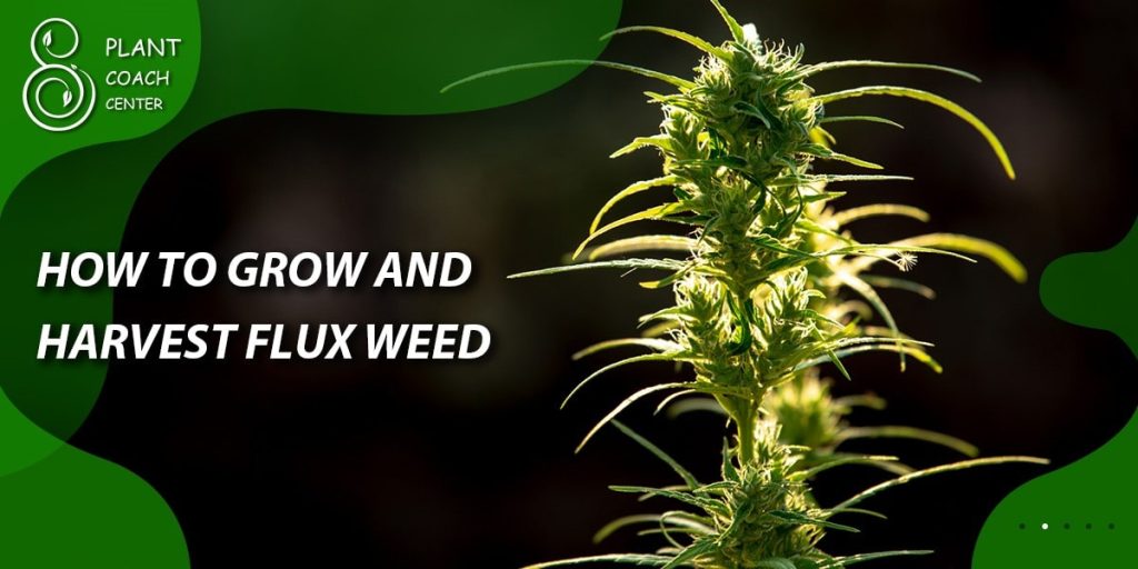 How to grow and harvest flux weed