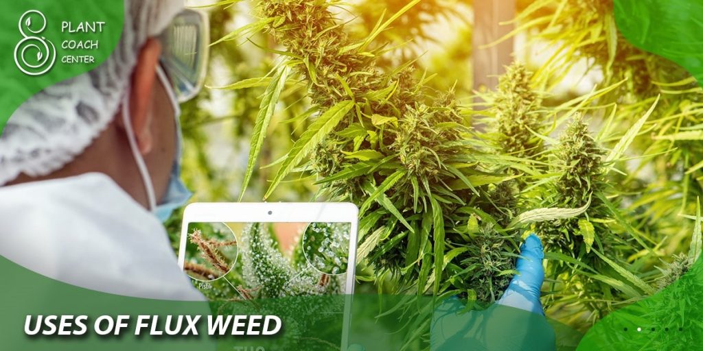  Uses of Flux weed