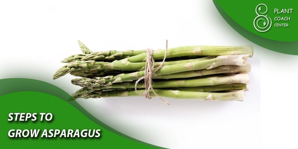 Steps to Grow Asparagus 