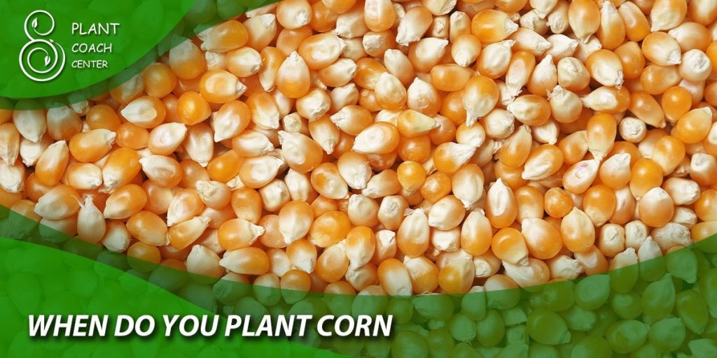 when do you plant corn