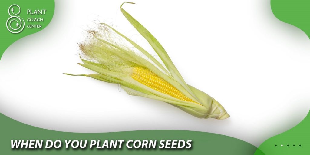 when do you plant corn seeds