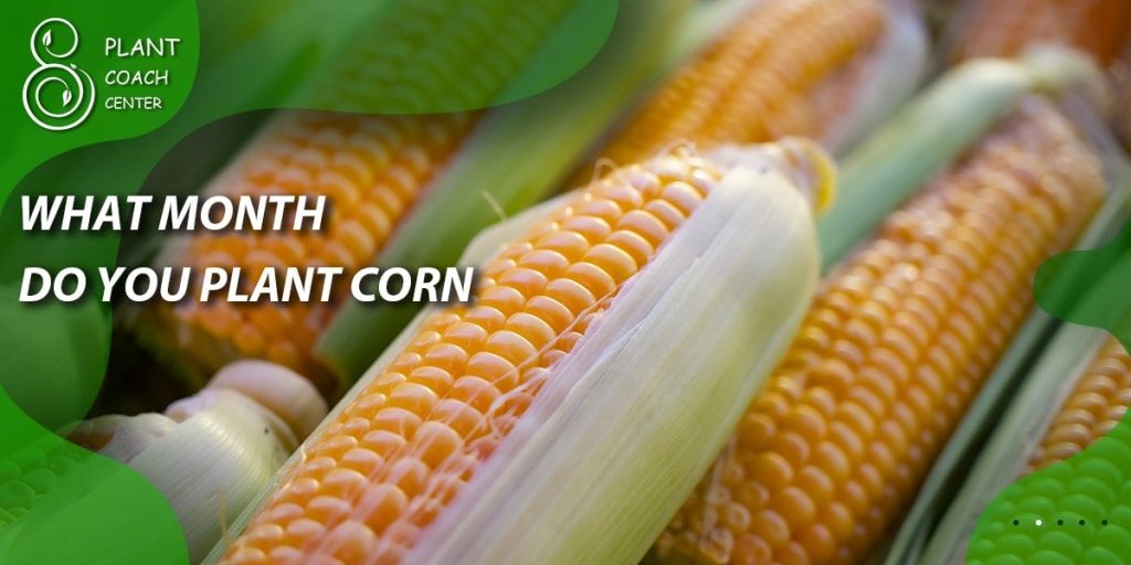 what month do you plant corn