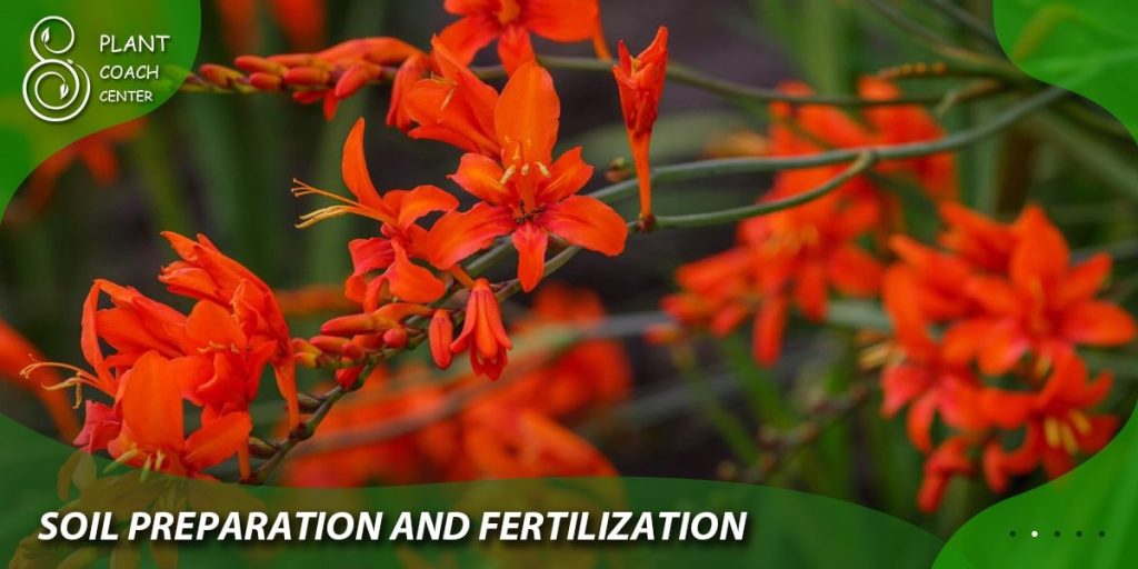 Soil Preparation and Fertilization