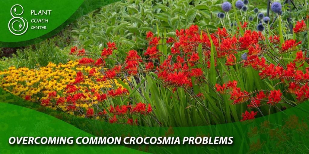 Overcoming Common Crocosmia Problems