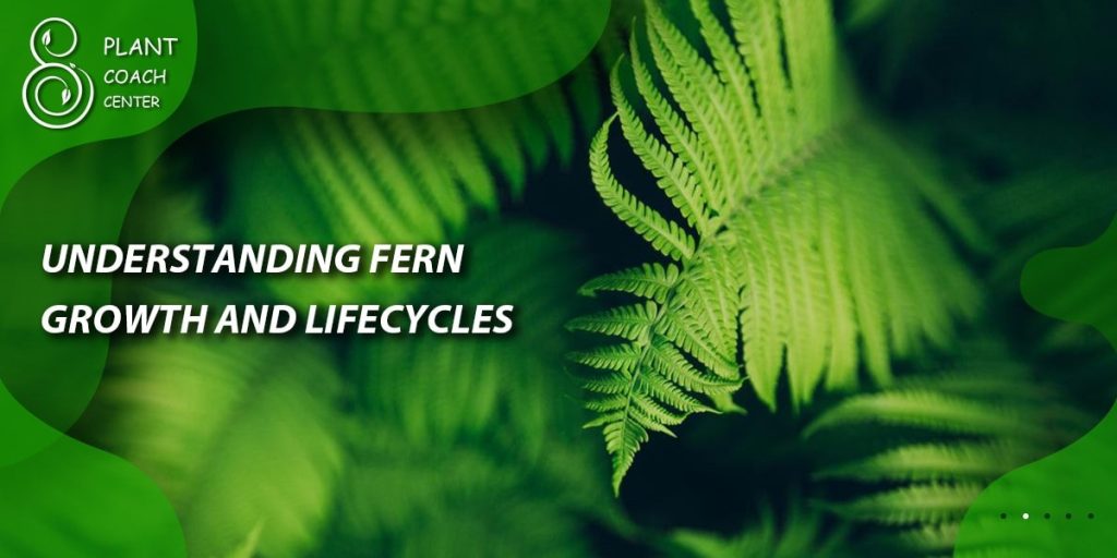 Understanding Fern Growth and Lifecycles