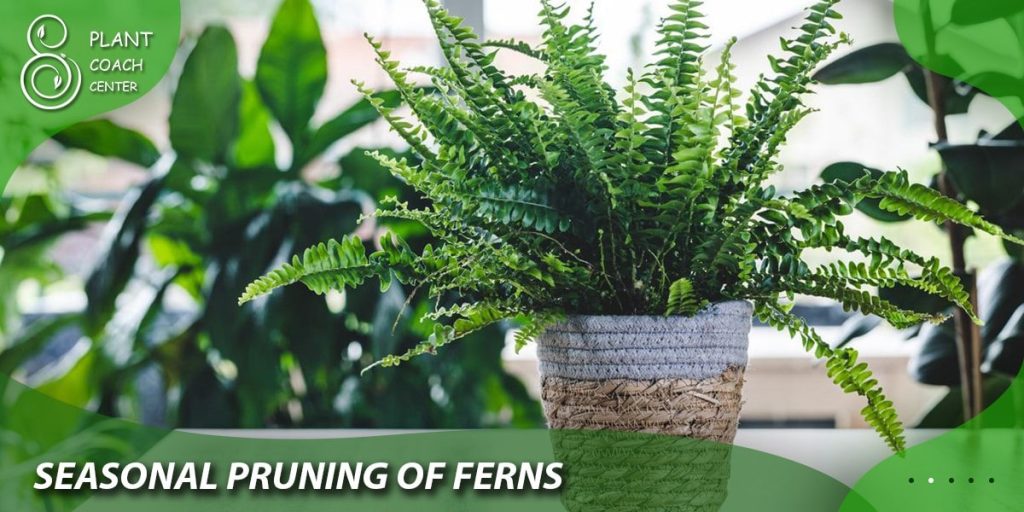 Seasonal Pruning of Ferns