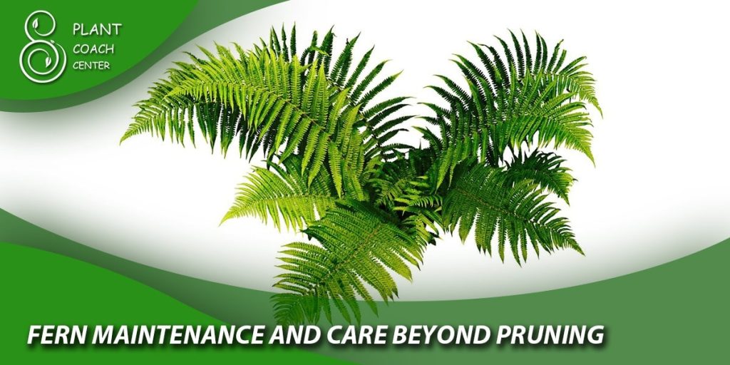 Fern Maintenance and Care Beyond Pruning