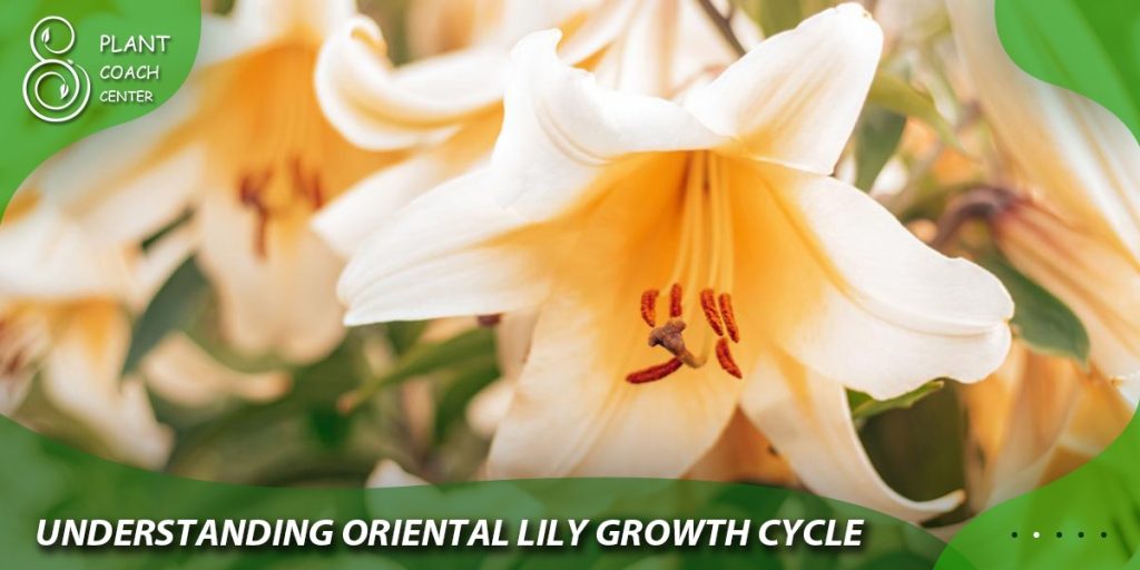 Understanding Oriental Lily Growth Cycle