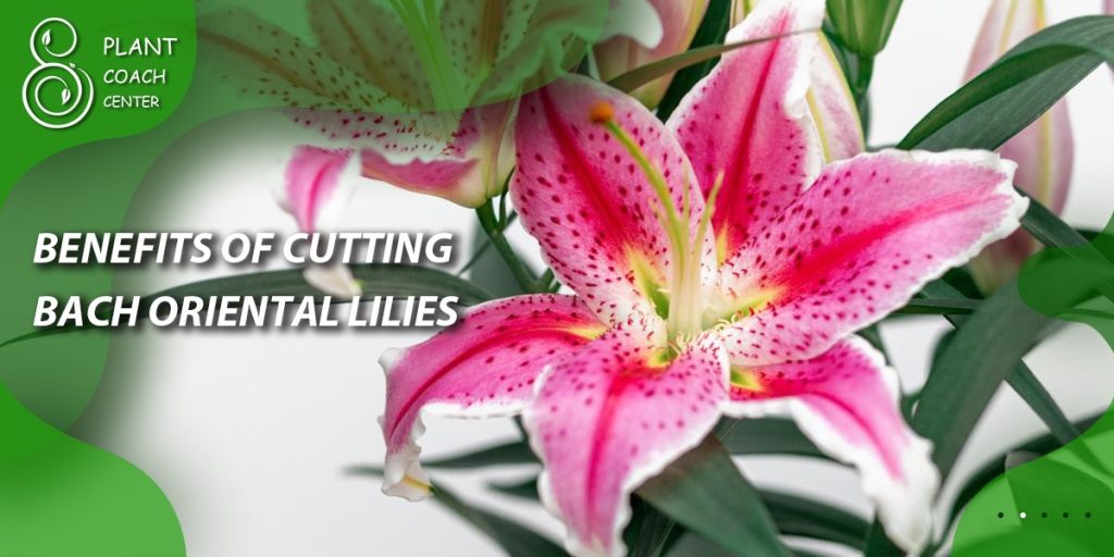 Benefits of Cutting Back Oriental Lilies