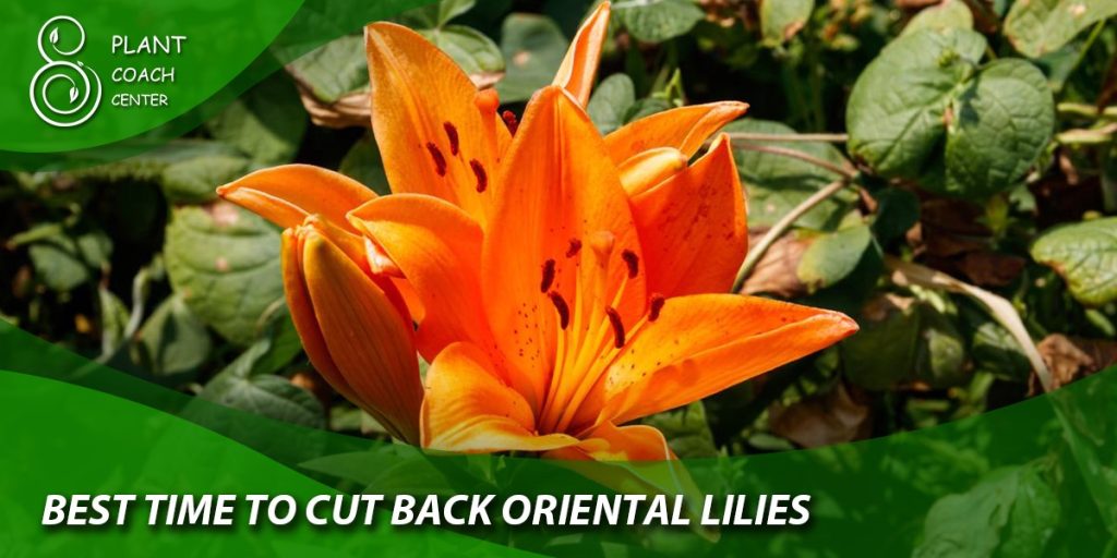 best time to cut back oriental lilies