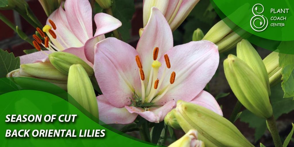 season of cut back oriental lilies
