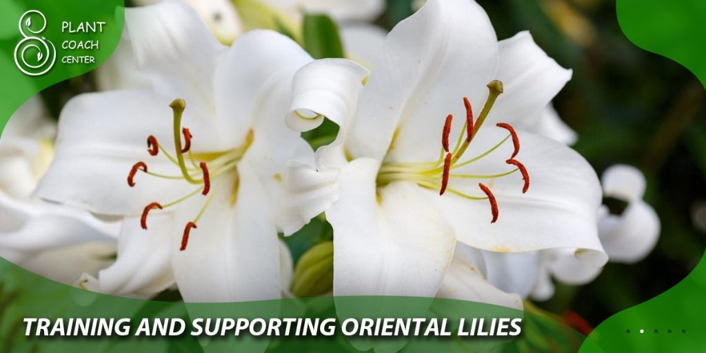 Training and Supporting Oriental Lilies