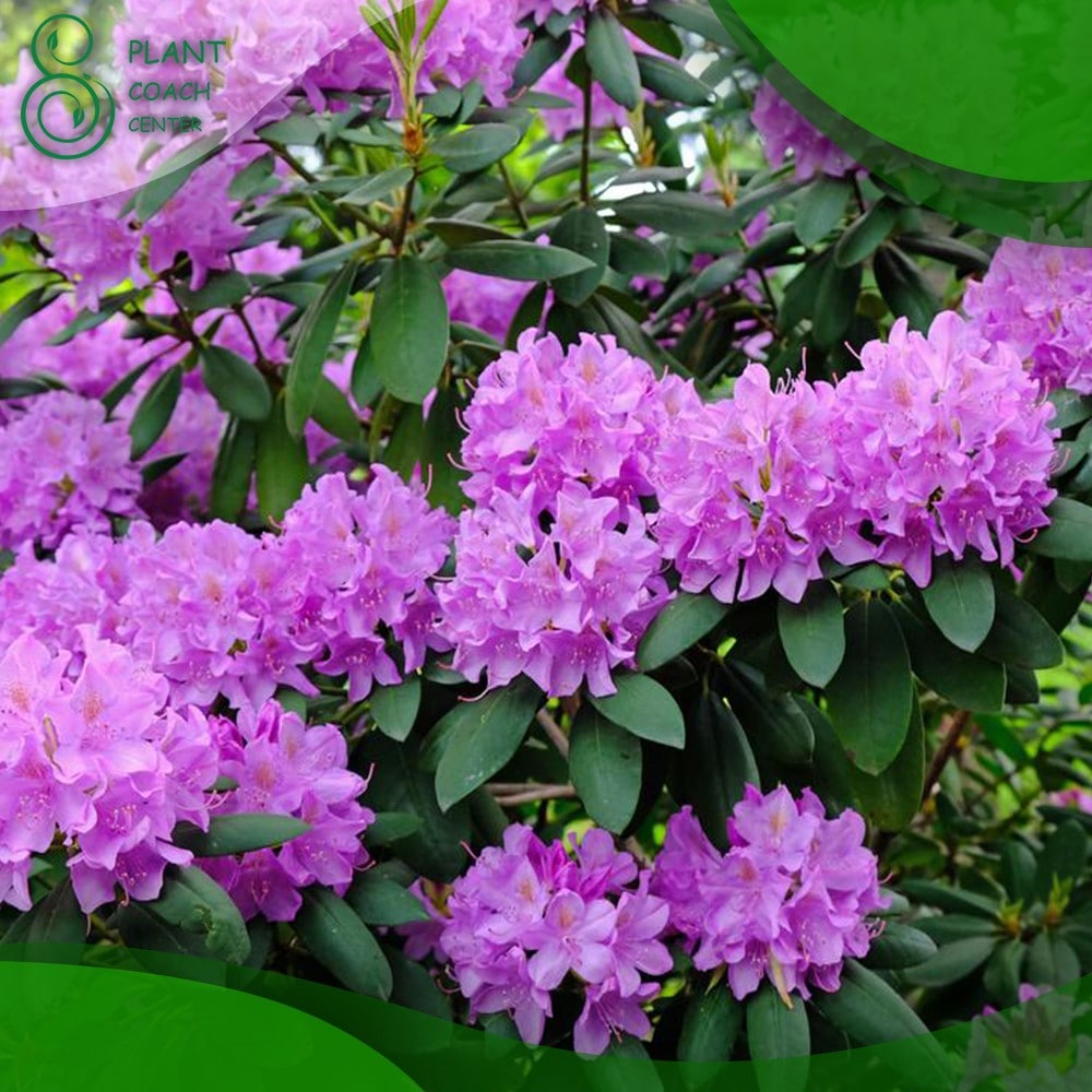 When to Cut Back Rhododendron
