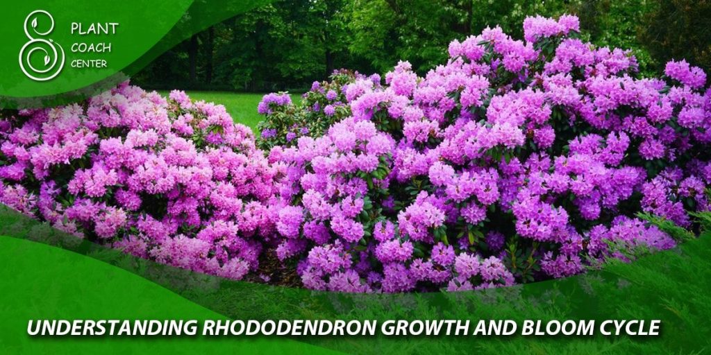 Understanding Rhododendron Growth and Bloom Cycle