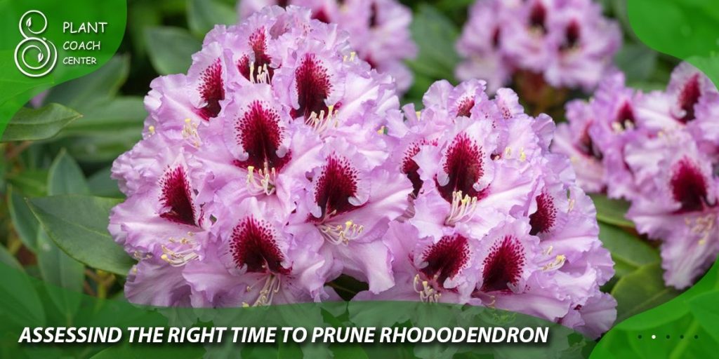 Assessing the Right Time to Prune Rhododendron