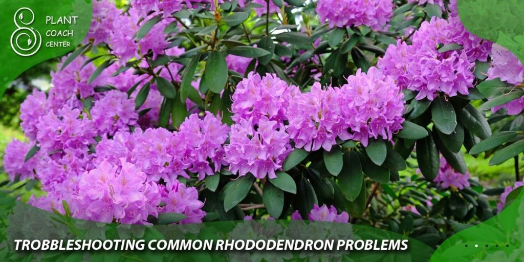 Troubleshooting Common Rhododendron Problems: