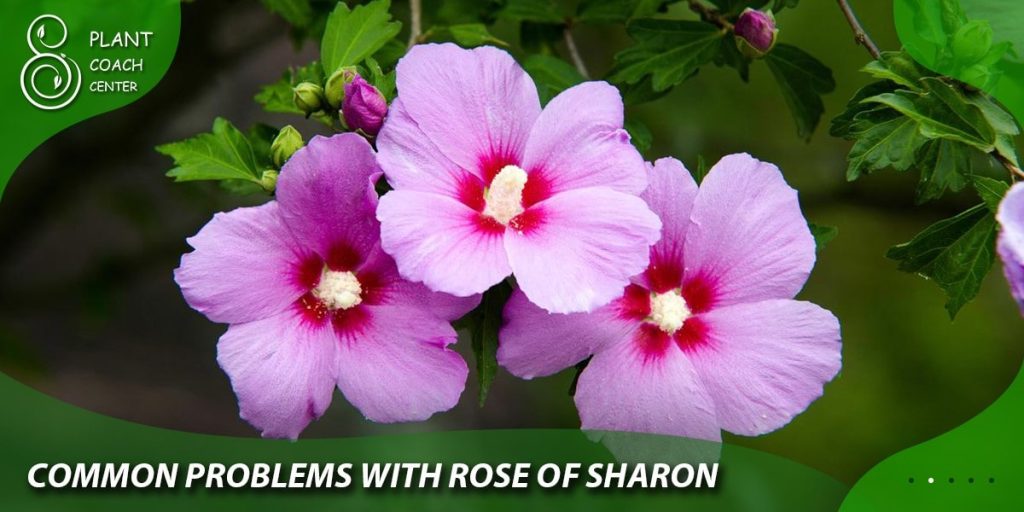 Common Problems with Rose of Sharon