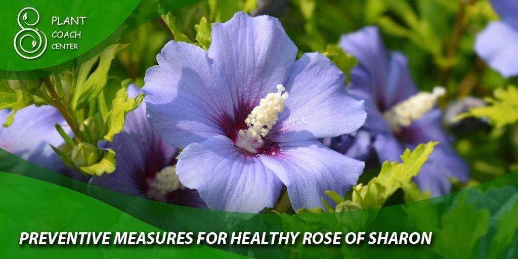 Preventive Measures for Healthy Rose of Sharon