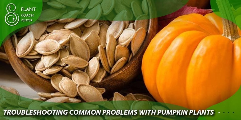 Troubleshooting Common Problems with Pumpkin Plants