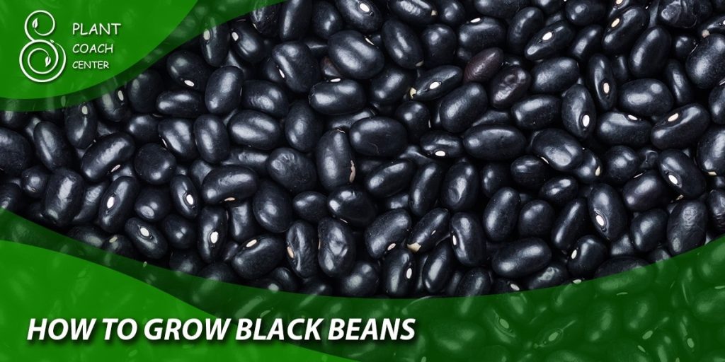 How to grow black beans